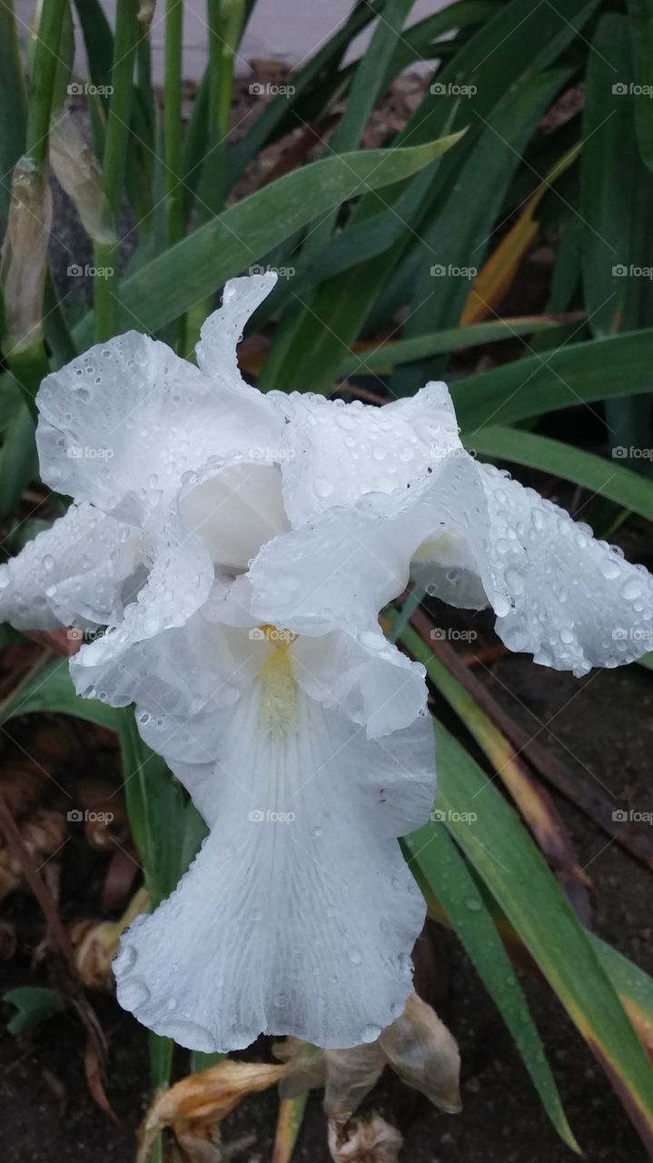 flower with rain drops