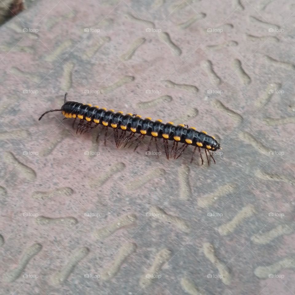 Yellow-spotted millipede
