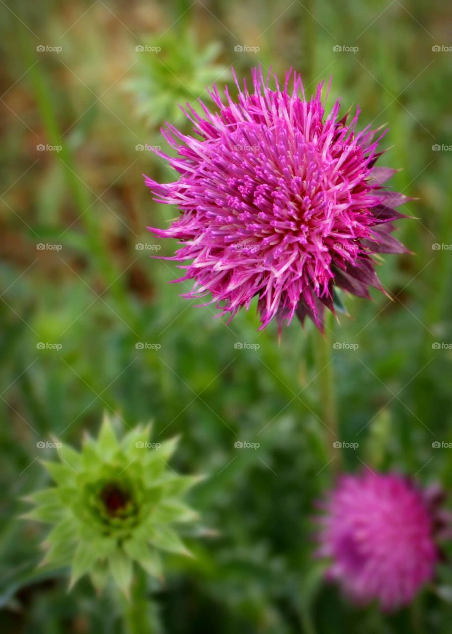 Wyoming Thistle. This thistle was found in the wilderness of Wyoming, outside of the Grand Teton National Park 