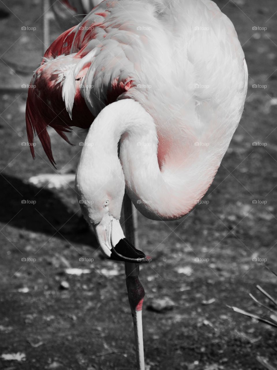 Flamingo