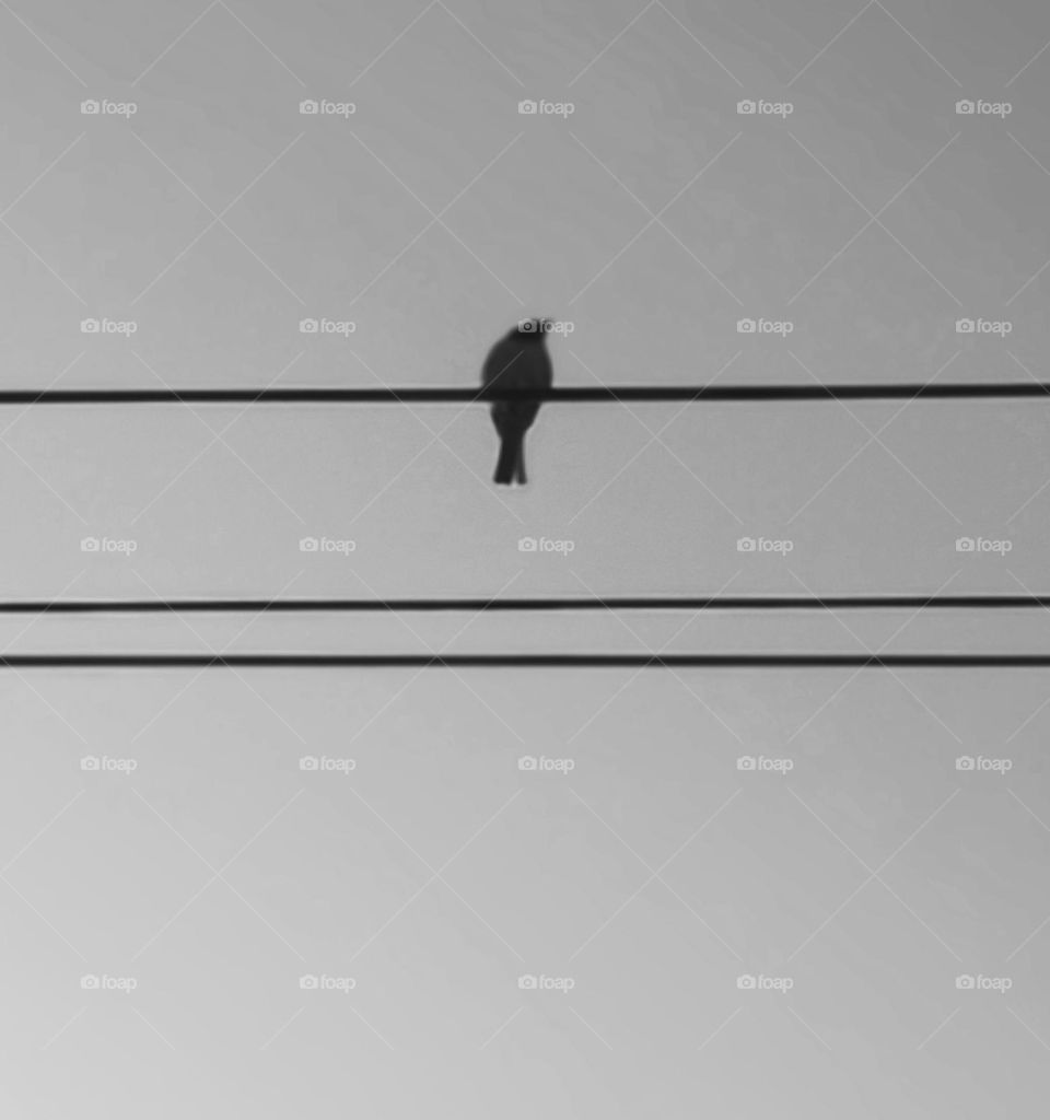 black and white single bird in wire