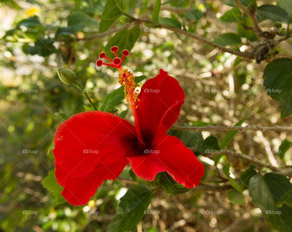 Red Hibiscus 