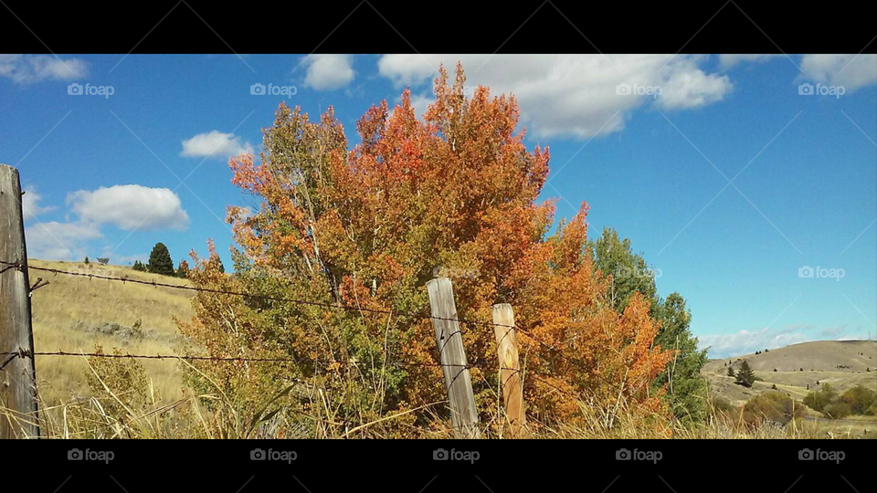 Autumn fences spring trees