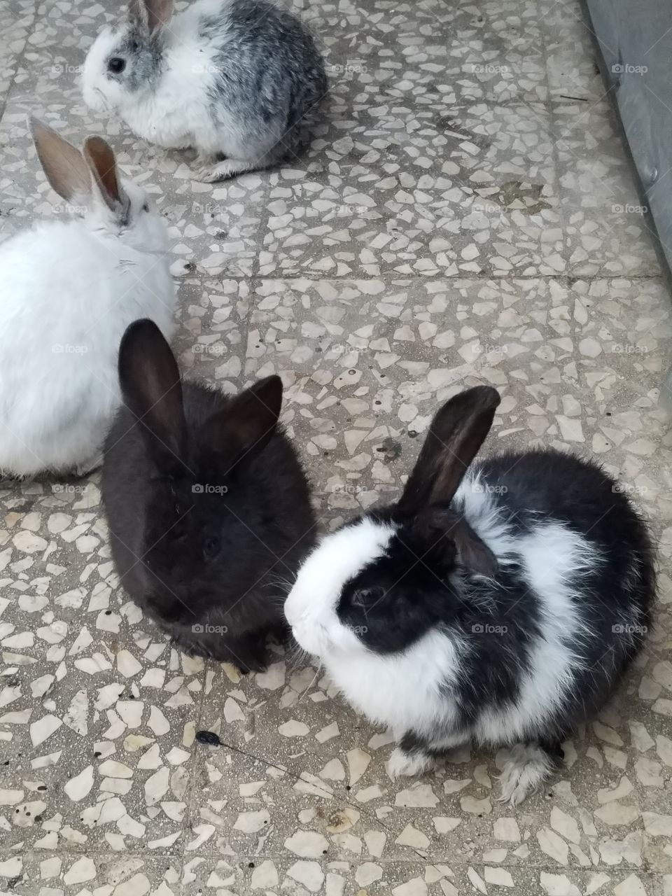 Rabbit, Bunny, Hare, Downy, Cute