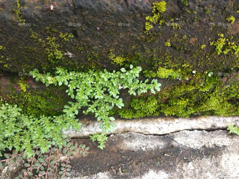 moss on the rock 2