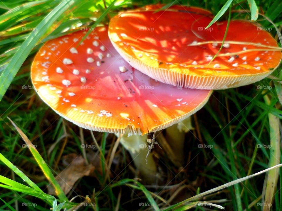 Red dangerous toadstools