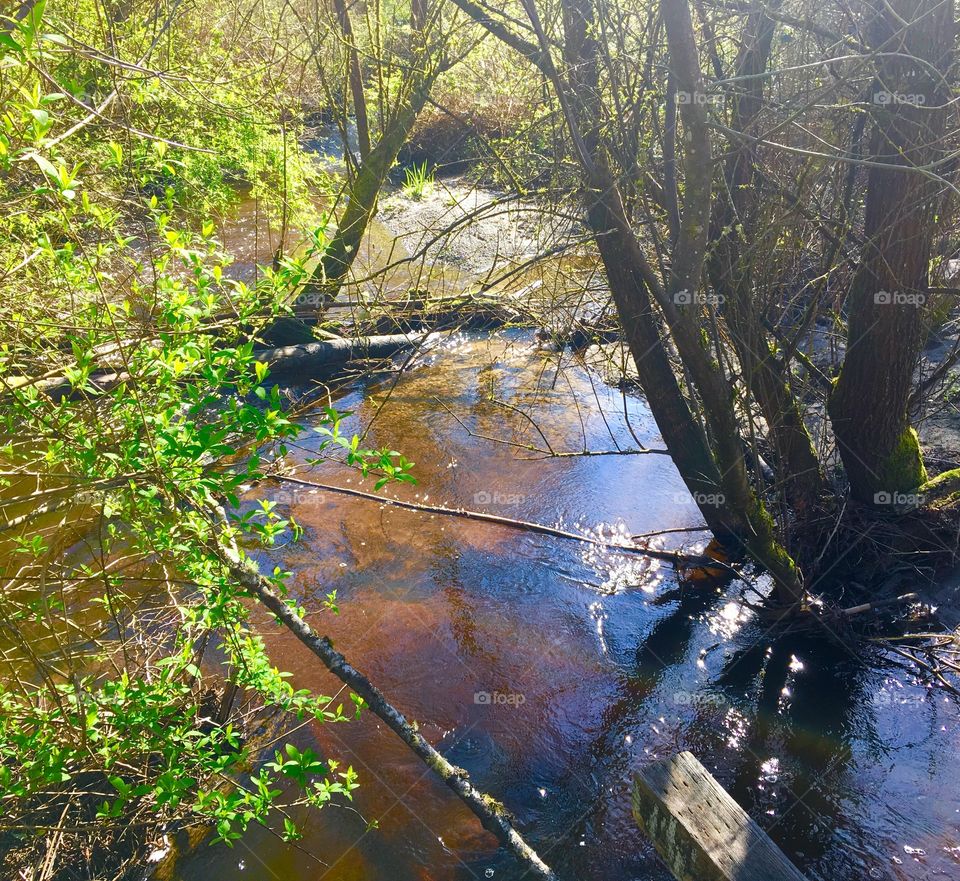 Nature Park Pond