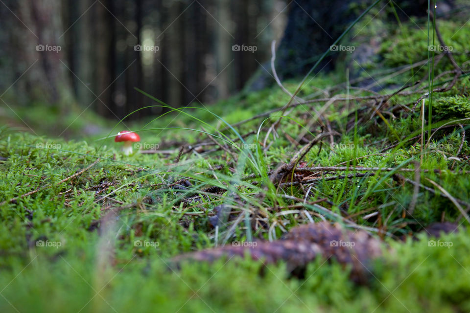 Forest mini mushroom