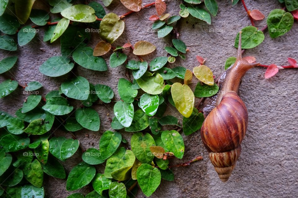Snail leaf