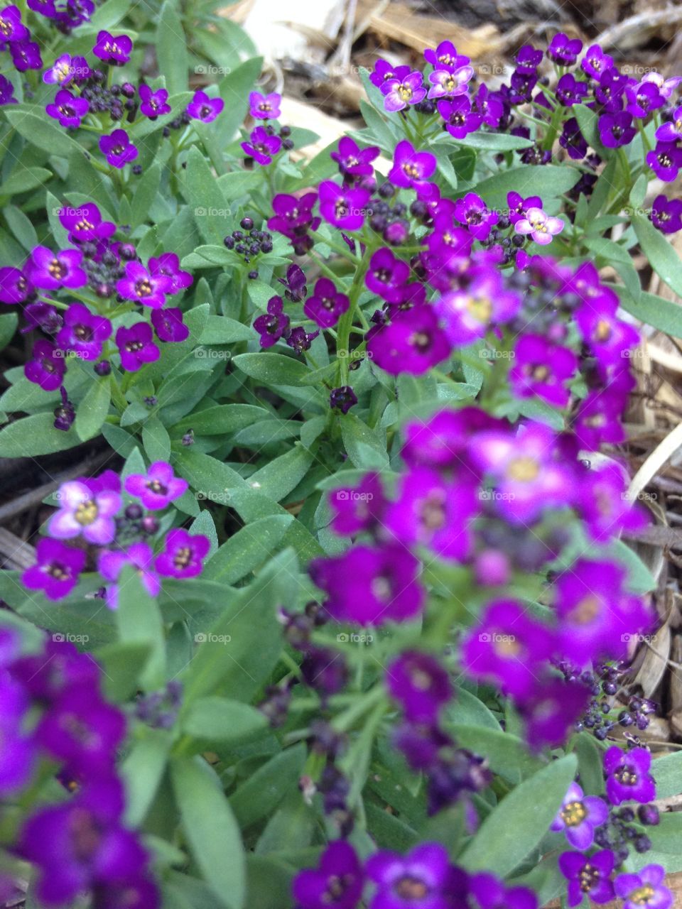 Close-up of purple flowers in bloom