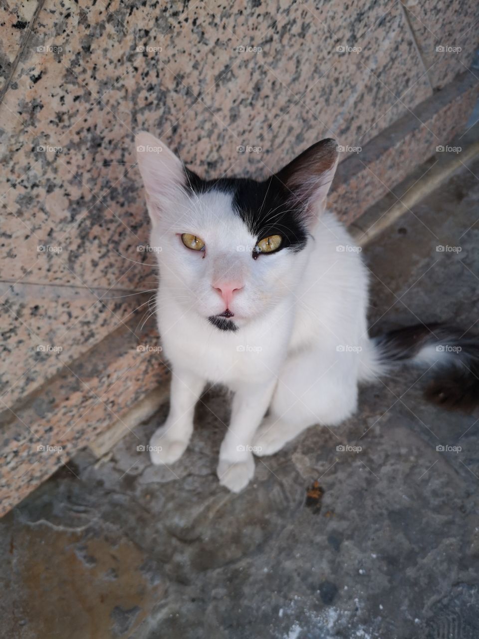 Тунисский кот