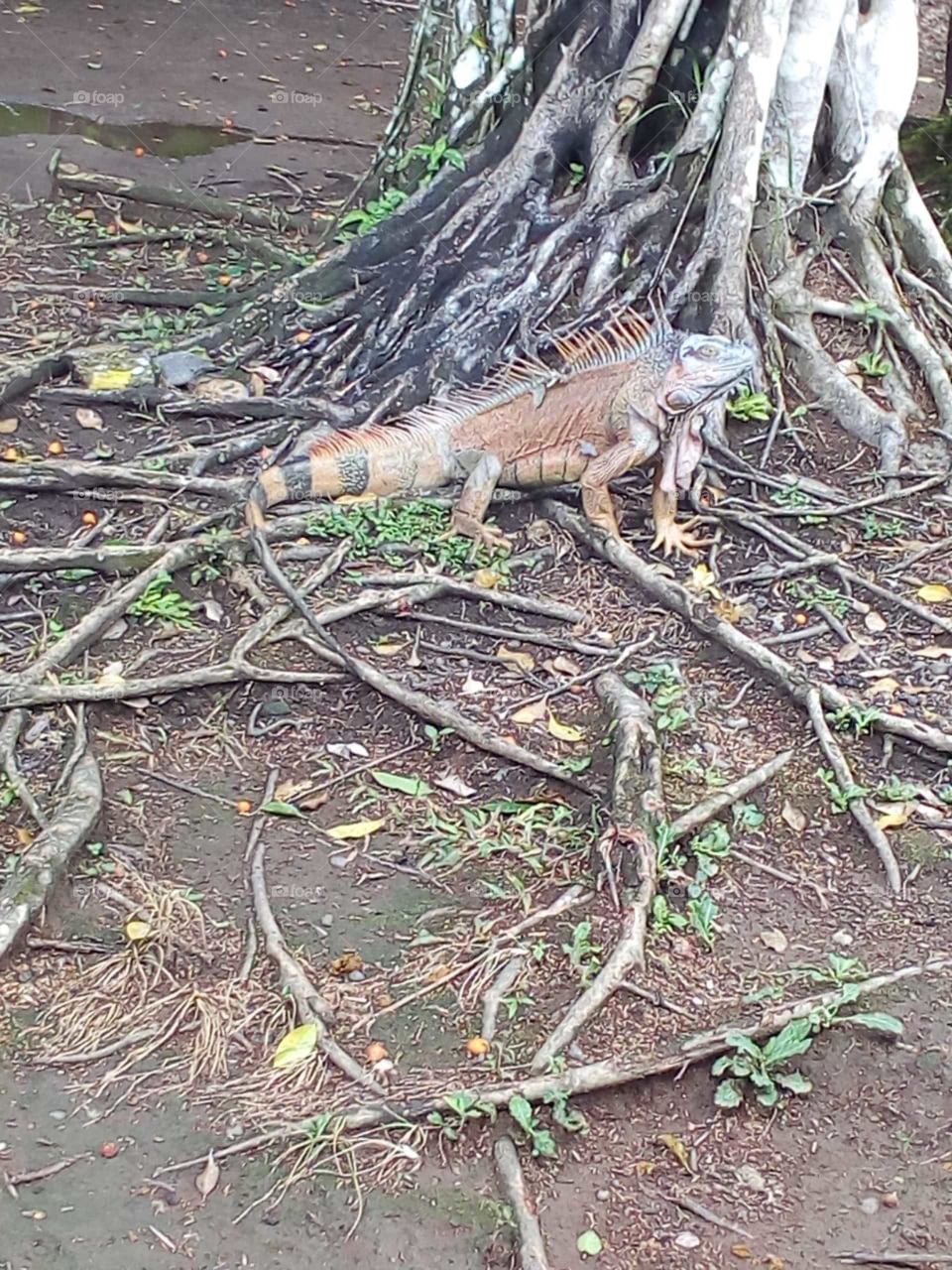 Una iguana