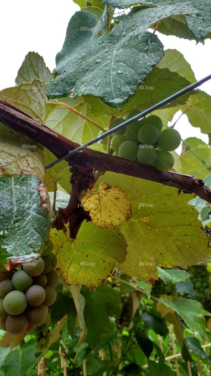 Uvas champagne amadurecendo!