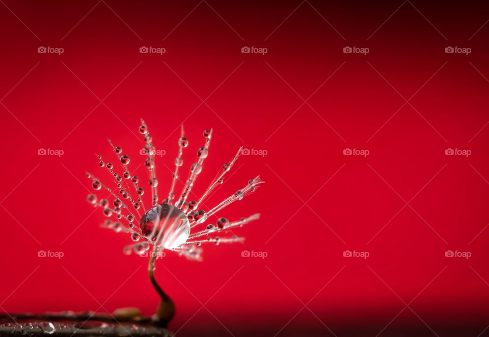 water droplets in top of a dandelion seed