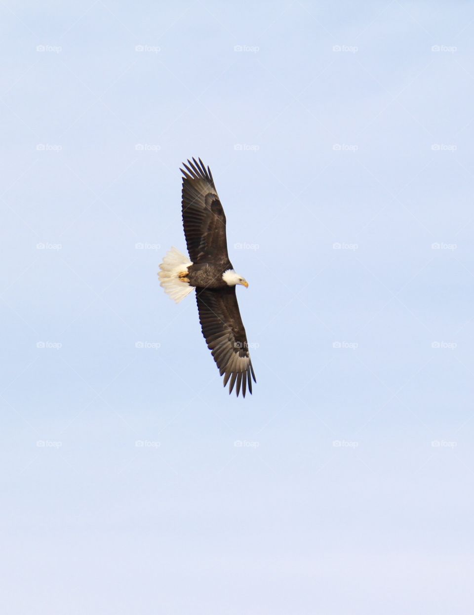 Eagle in Flight