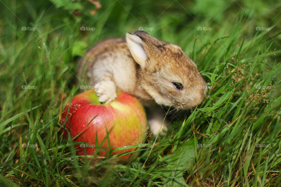 Rabbit with an apple 