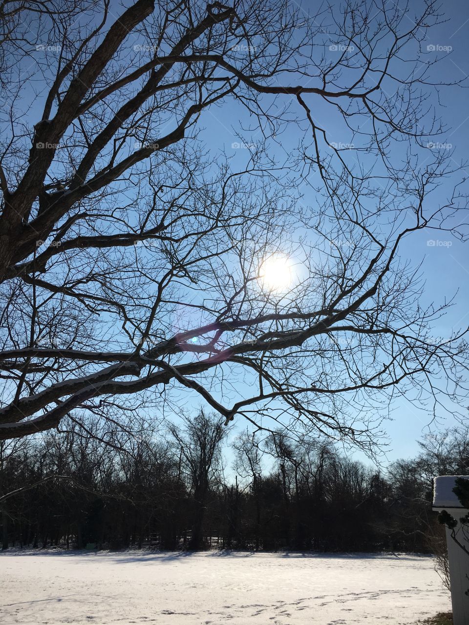 Sun through the winter New England trees 