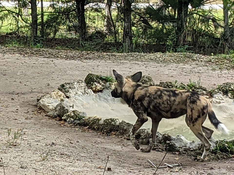 Painted dog at Zoo Miami