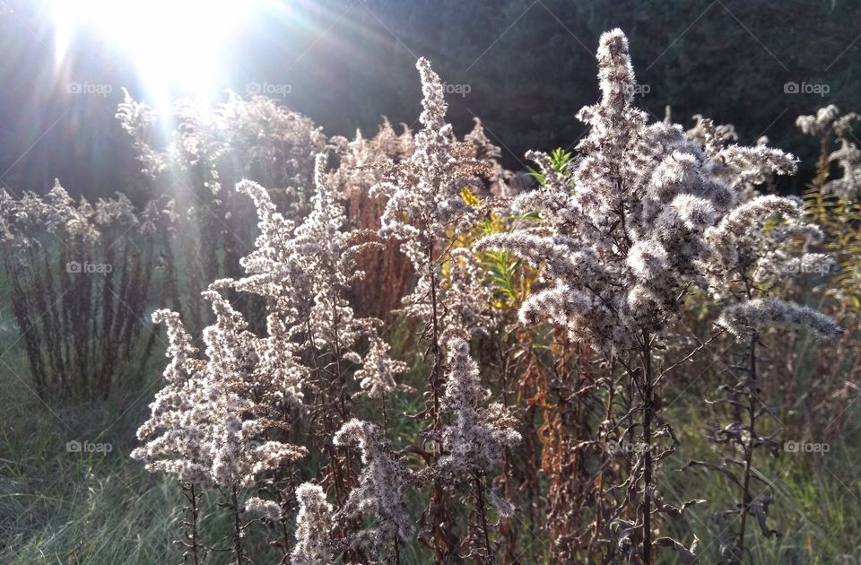 autumn fluffy flowers in the solar light