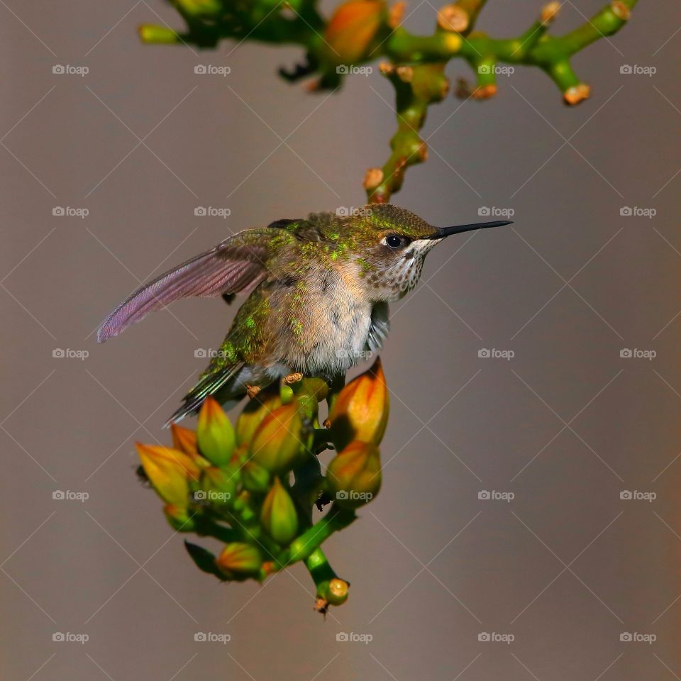 ruby-throated hummingbird