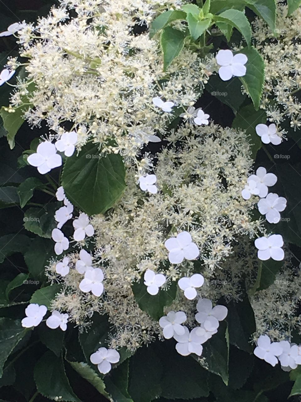 Pretty white hydrangea flowerheads on a large climbing bush plant in the garden in summer 