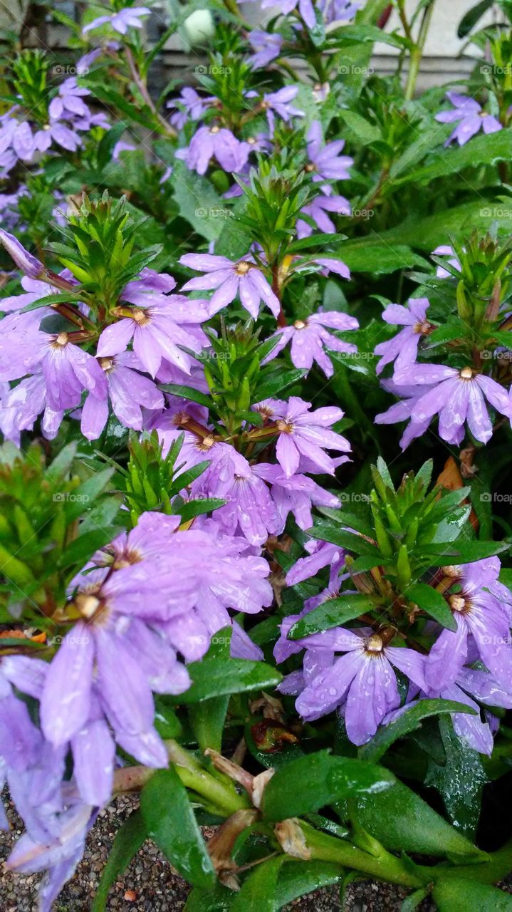 Flower, Nature, Flora, Garden, Blooming