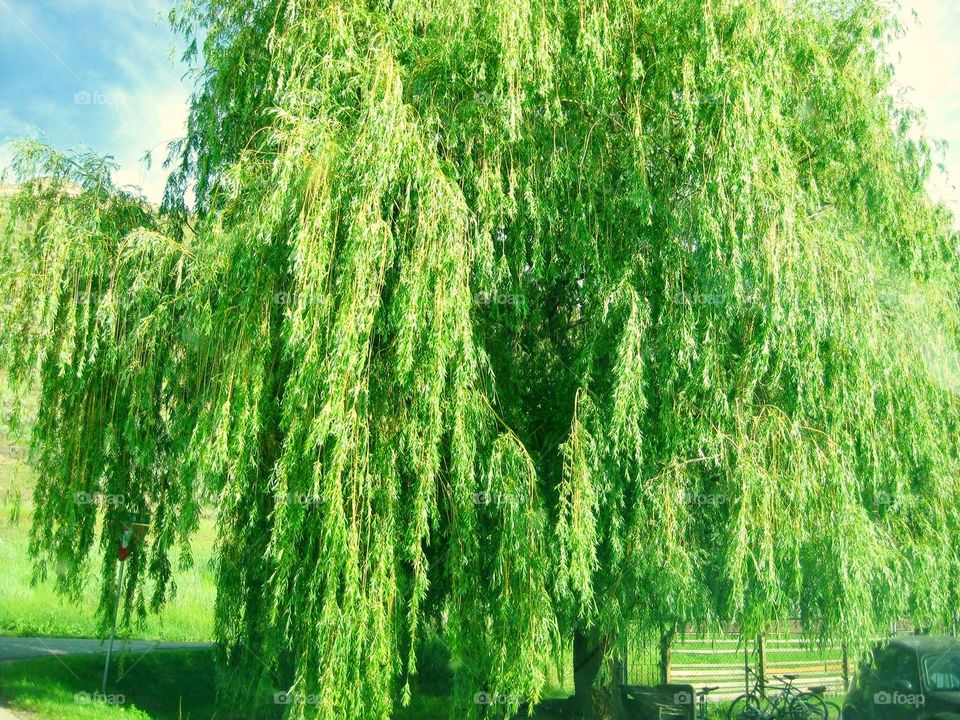Weeping willow 