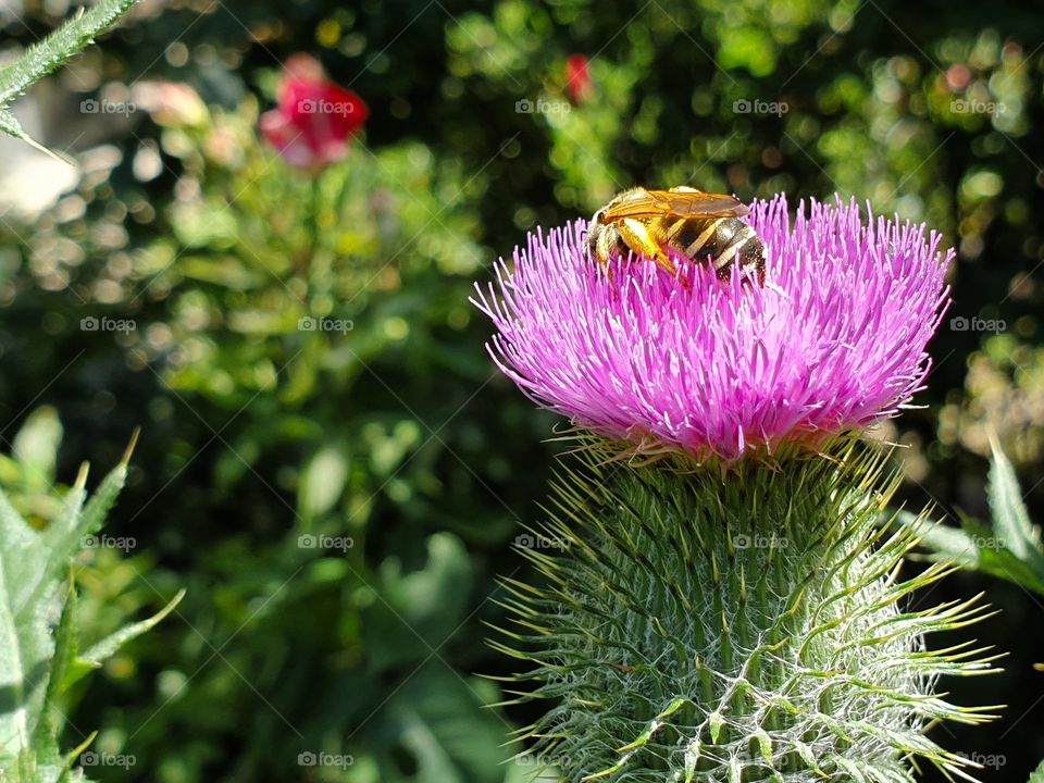 bee sitting on a flower closeup