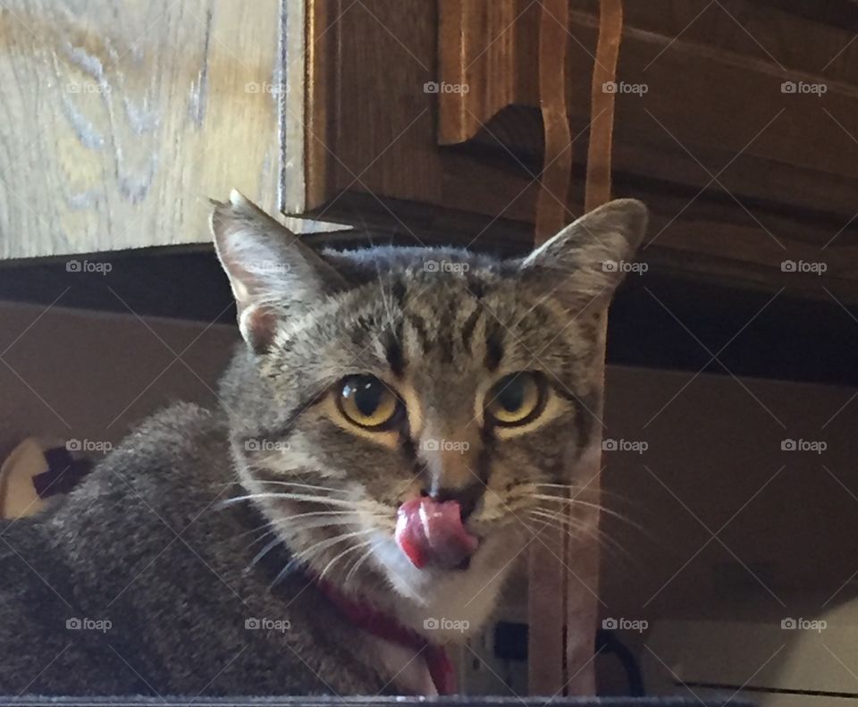 Cat Licking Her Lips