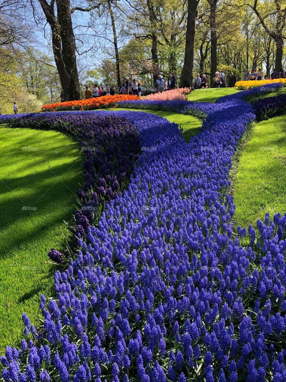 Amazing view of floral park in Netherlands.