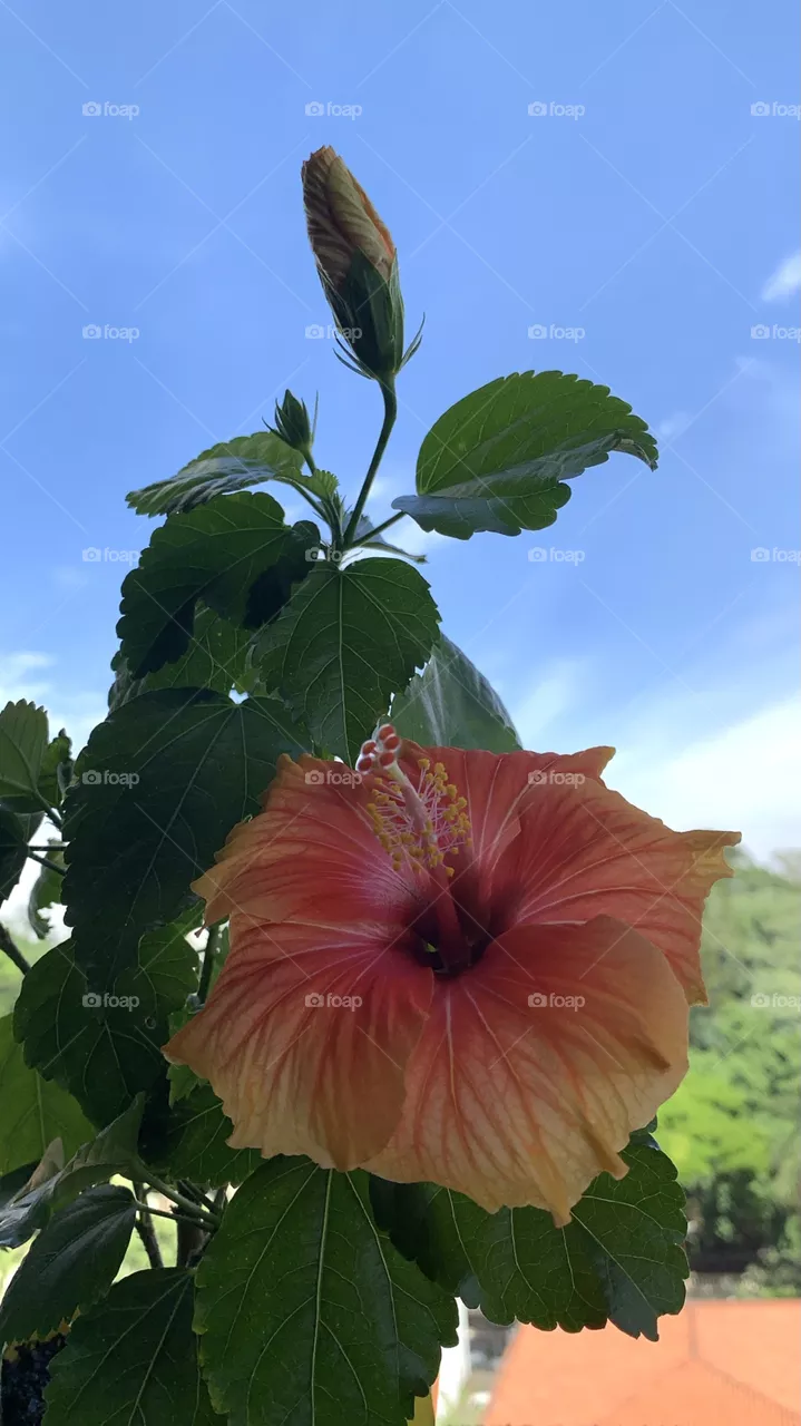 Yellow tropical hibiscus 