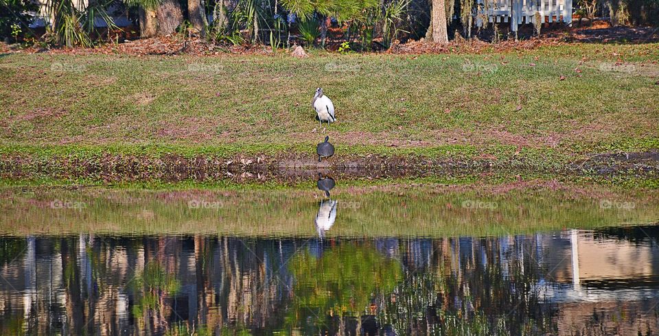 Water reflections 