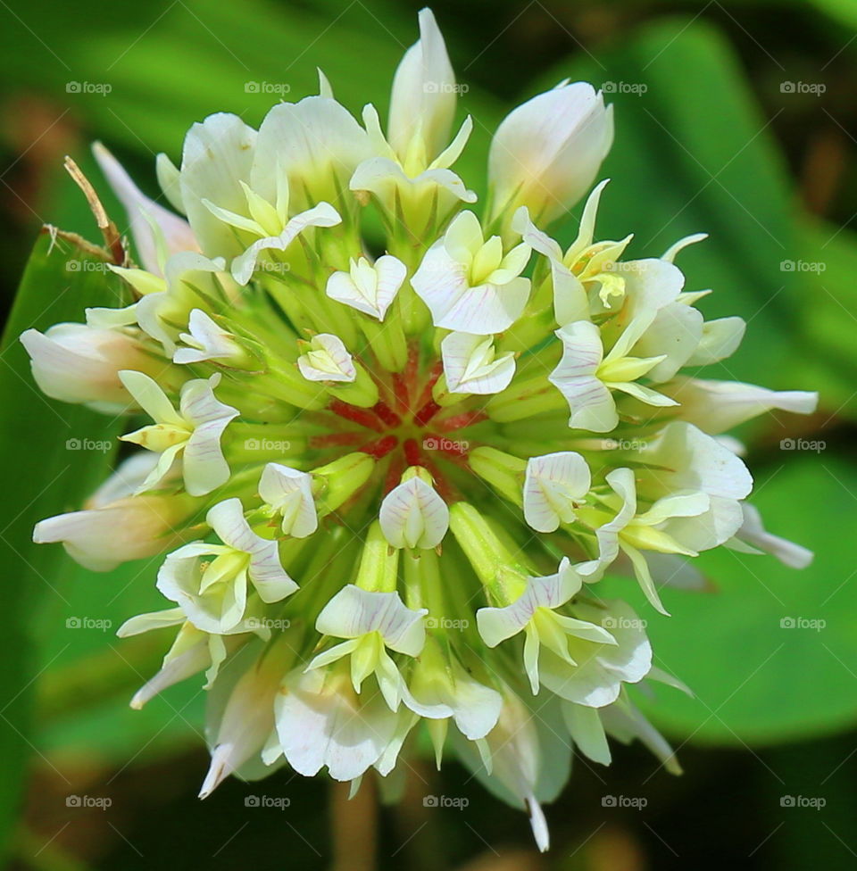 Tiny white spring flower that grows between grass, close to ground in Florida. 