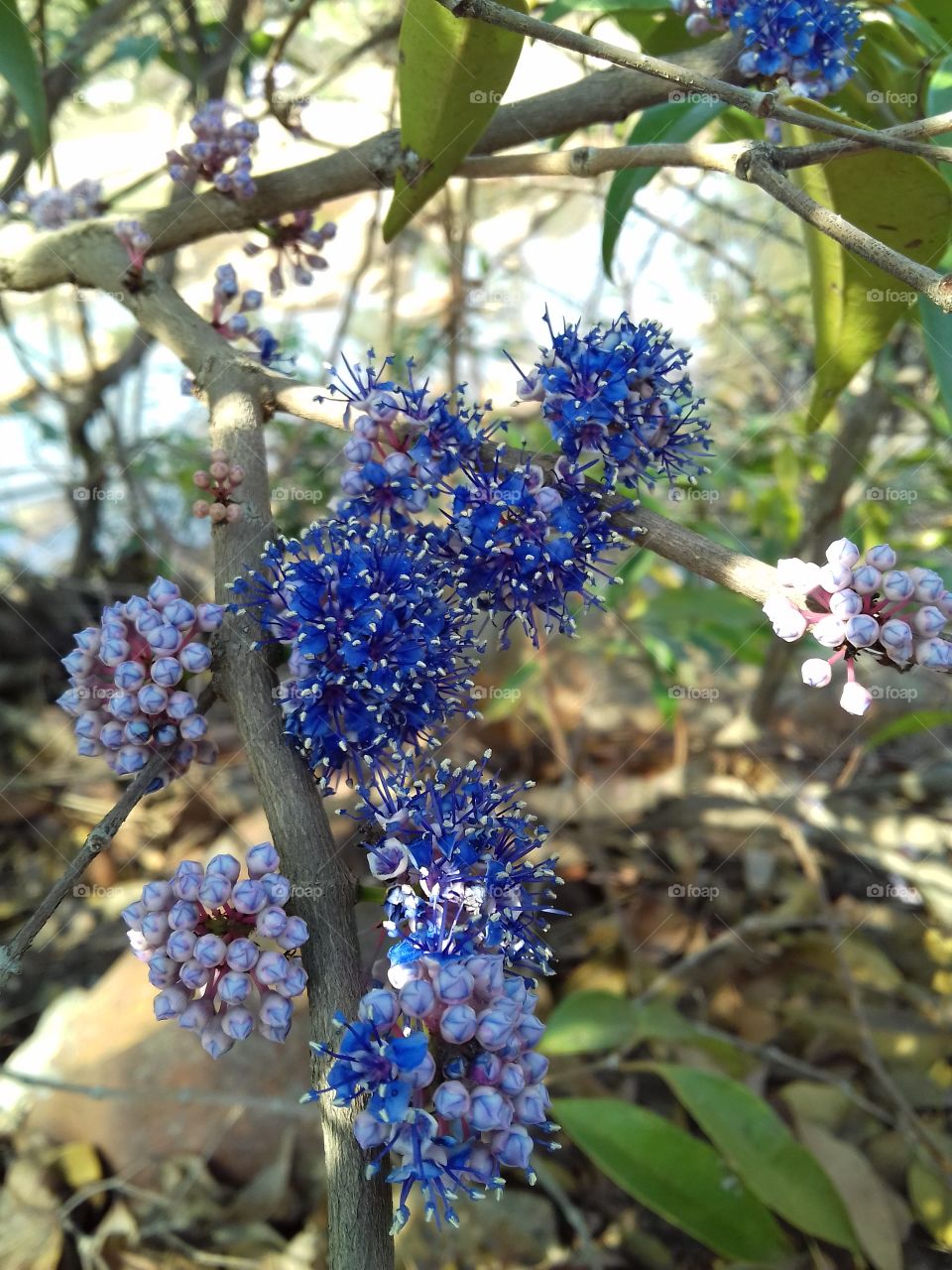 Bunch of blue flowers blooming on tree