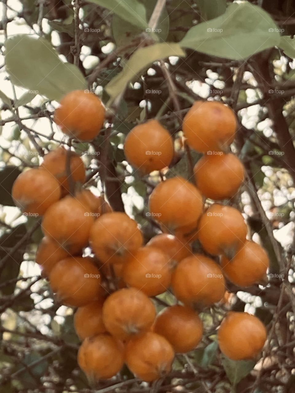 Cacho de frutinhas amarelas não comestíveis, rodeadas por galhos finos e folhas.