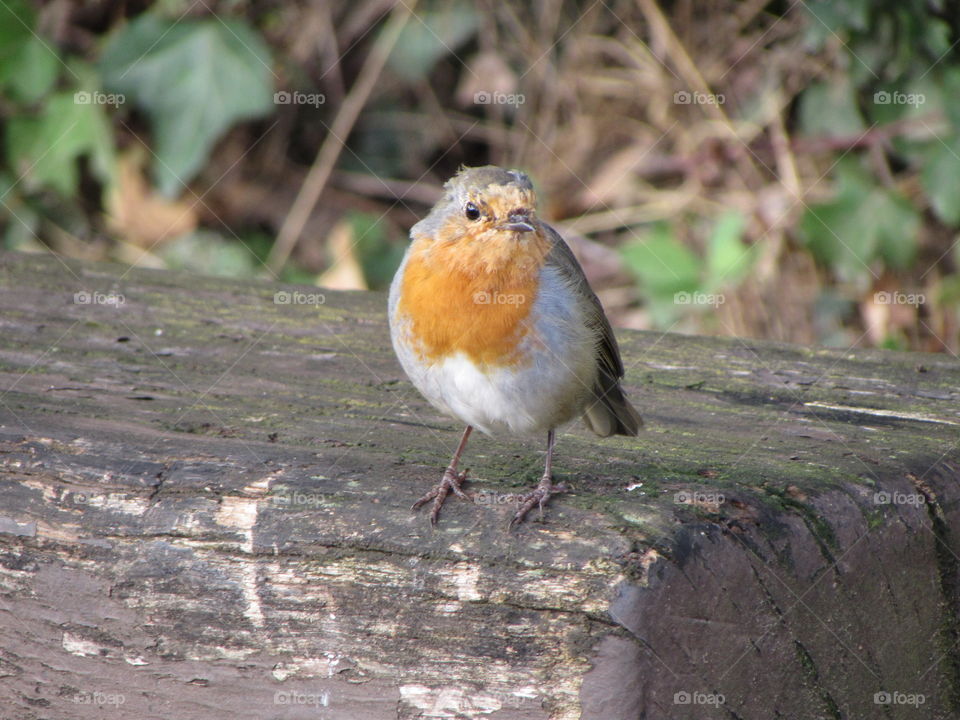 Bird, Wildlife, No Person, Nature, Outdoors