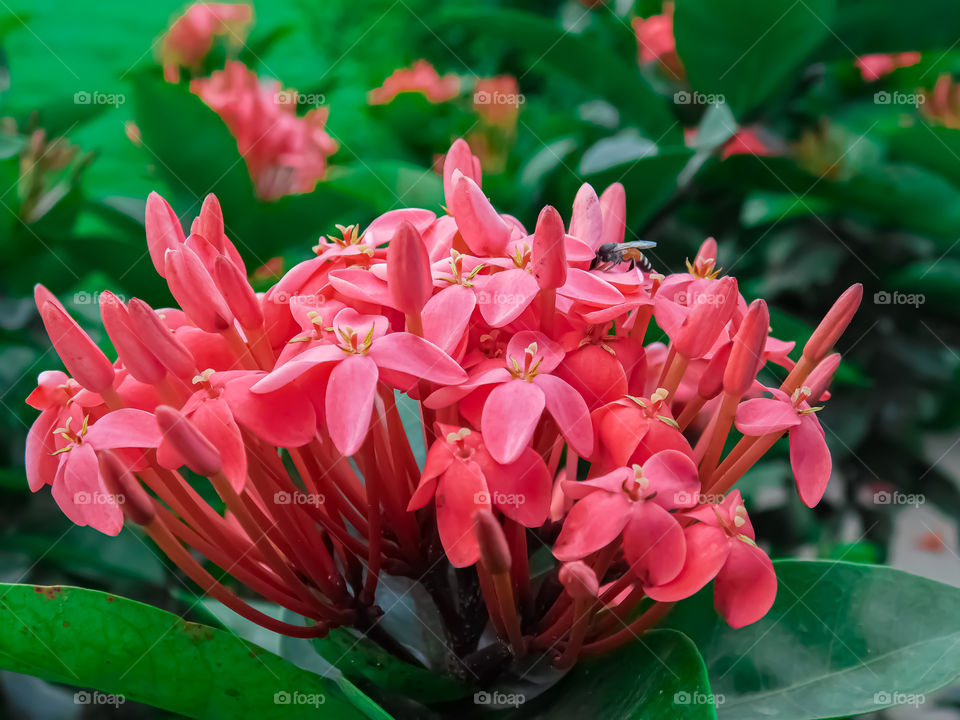 Ixora or Red spike flower closeup