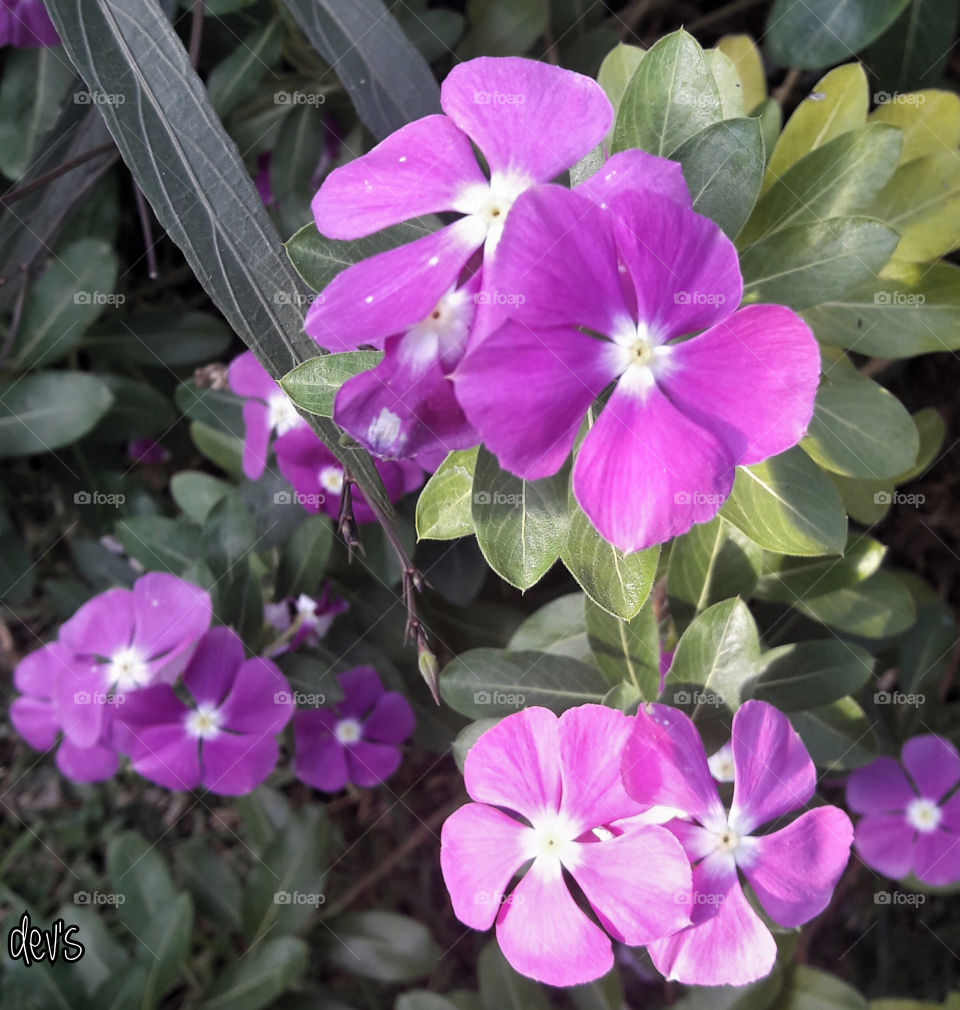 If your heart is a volcano, how shall you expect flowers to bloom?