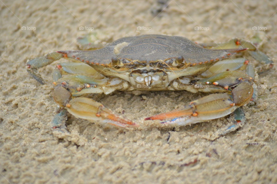 crabby