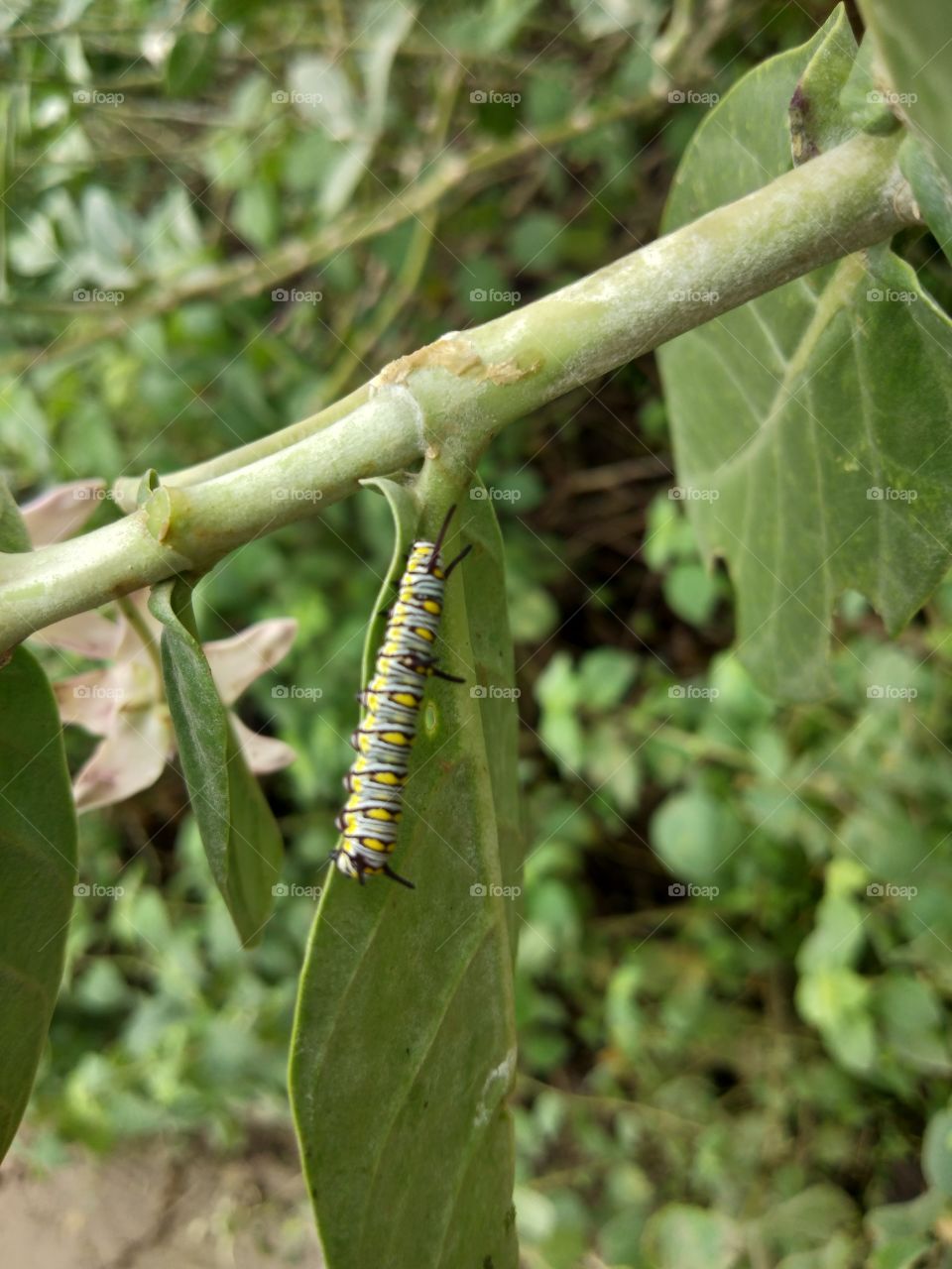 Insect, Nature, Caterpillar, Leaf, Larva