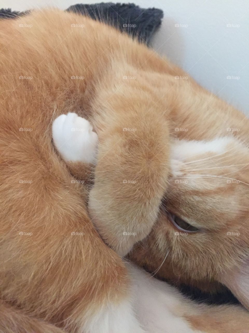 Fur, Animal, Mammal, Cute, Pet