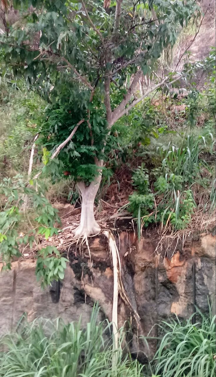 raiz de árvores árvore em cima de pedra