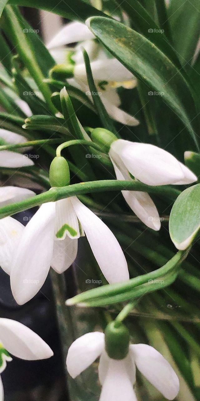 snowdrop flowers