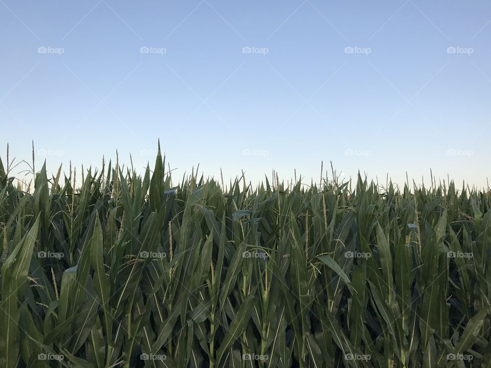 Corn and sky