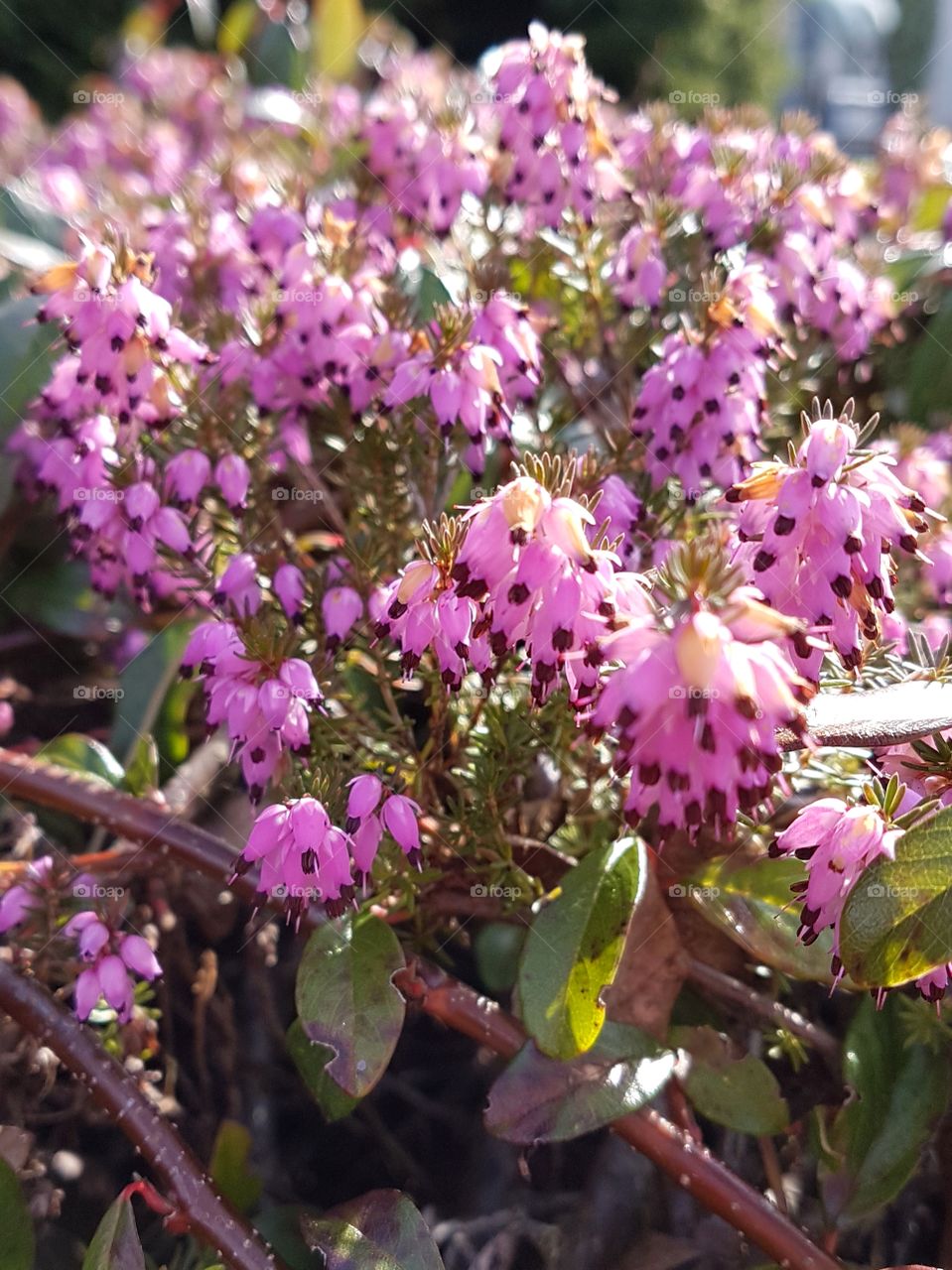 Frühlingsblume