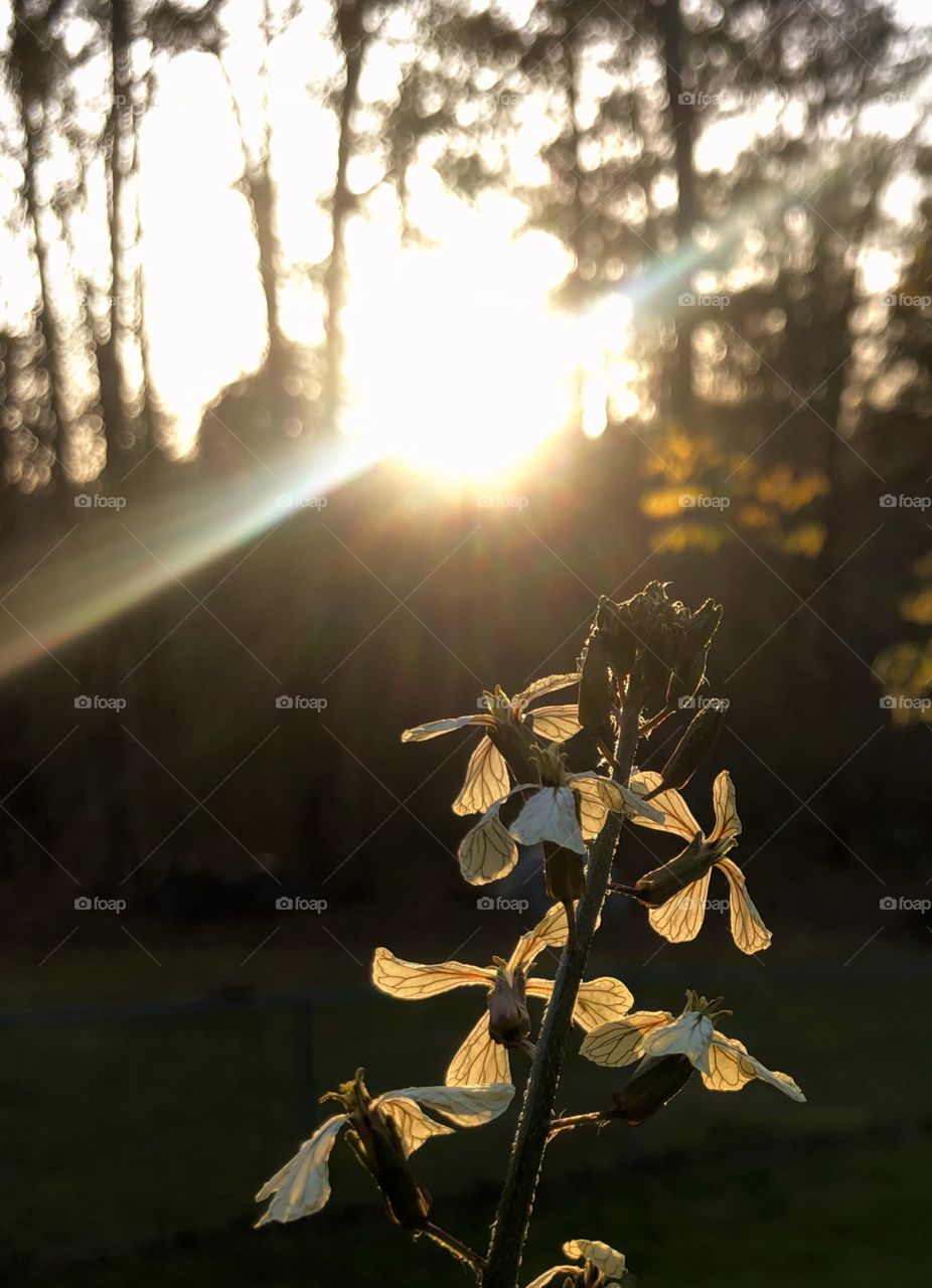 Late afternoon sunlight illuminating potted lettuce gone to seed 