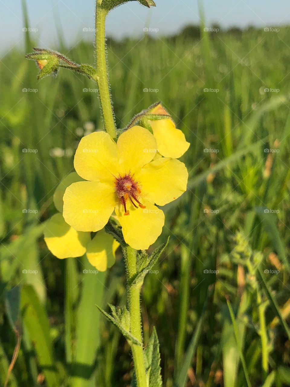 Wildflowers 