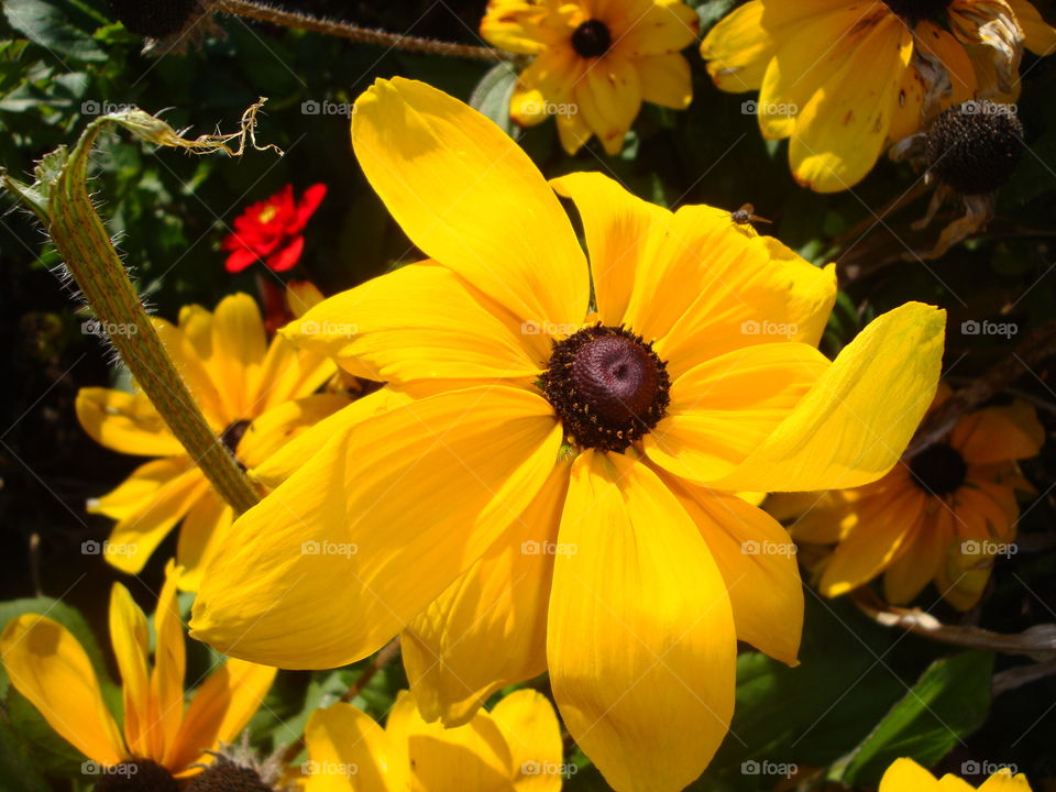 Yellow flower 