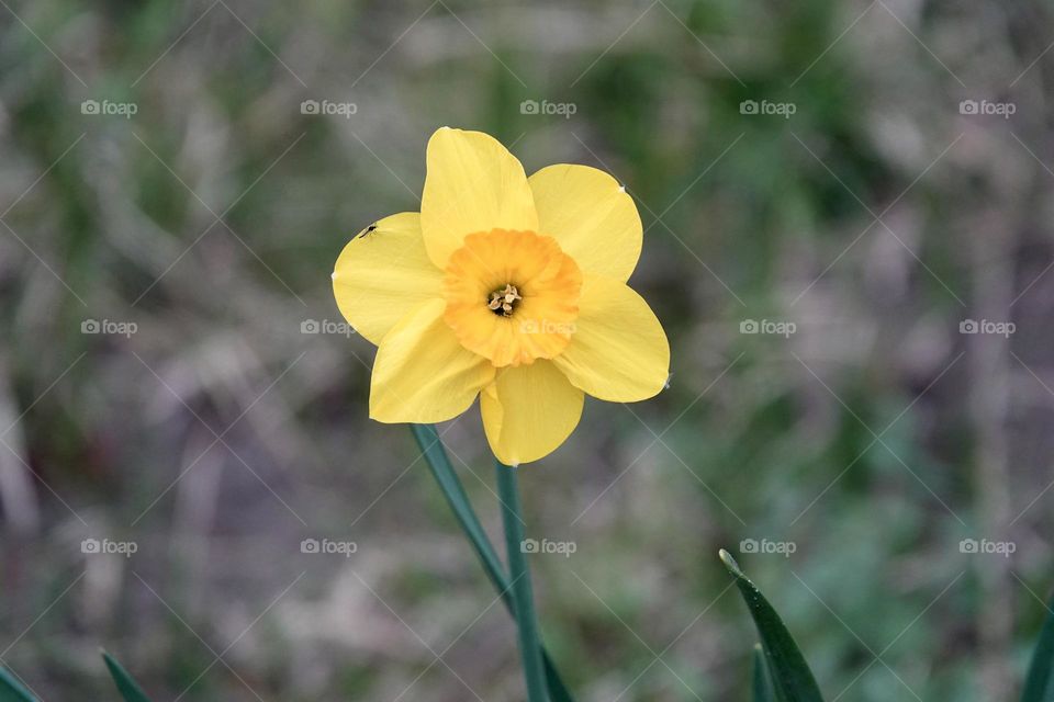 Photo of yellow flower narcissus. Background Daffodil narcissus with yellow buds and green leaves. High quality photo