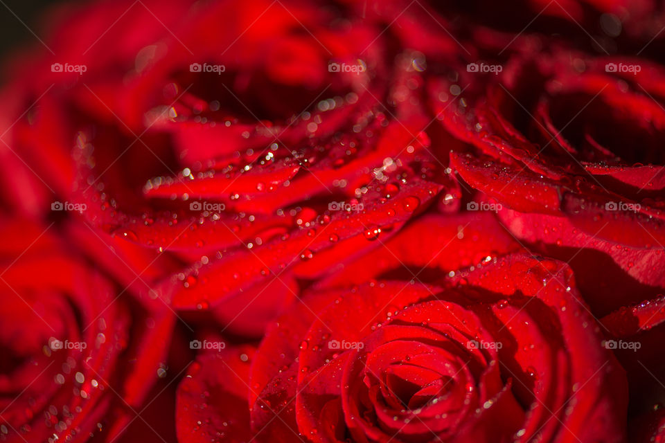 Macro photo of the rose beautiful red flower with water droplets